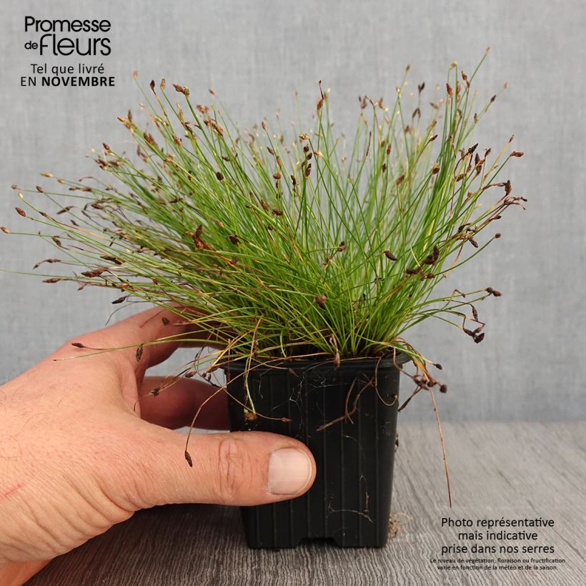 Amostra de Scirpus cernuus Vaso de 7/8 cm tal como entregue no outono