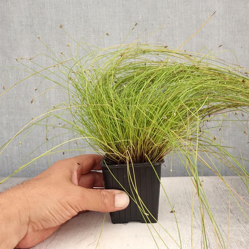 Amostra de Scirpus cernuus Vaso de 7/8 cm tal como entregue no verão