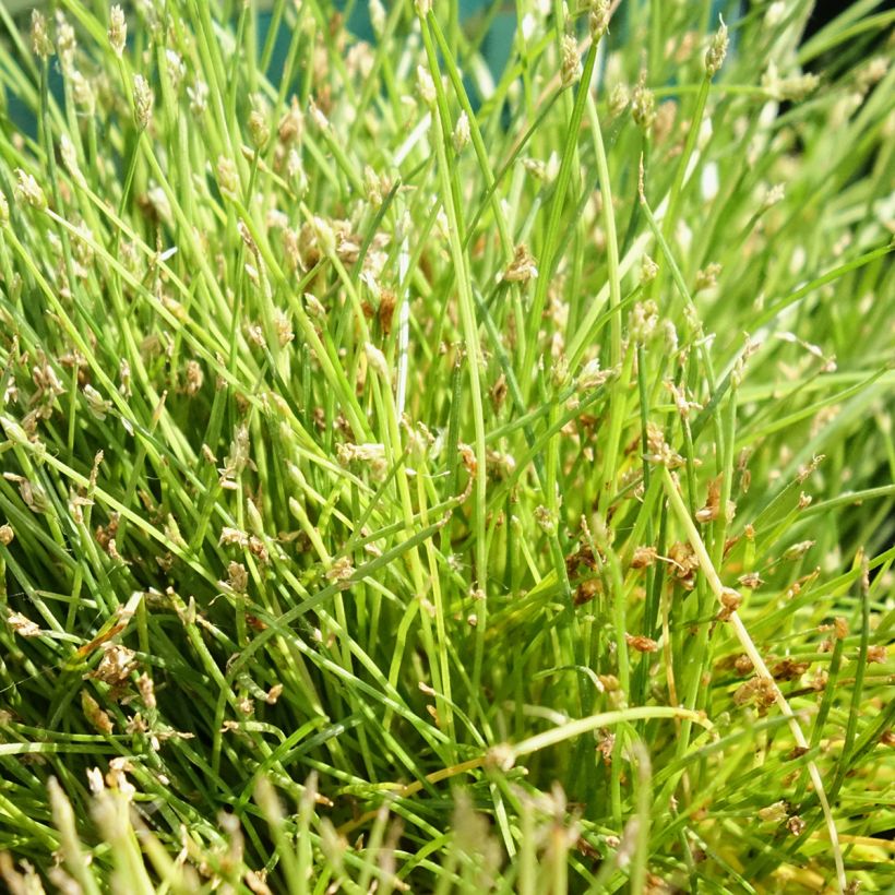 Scirpus isolepis (Folhagem)