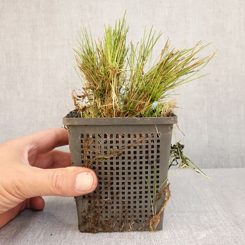 Amostra de Scirpus isolepis Vaso de 1 L/1,5 L tal como entregue no outono