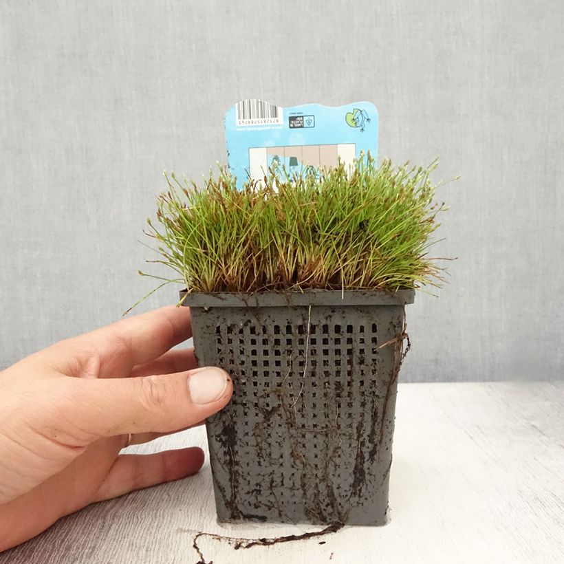Amostra de Scirpus isolepis Vaso de 1 L/1,5 L tal como entregue no verão