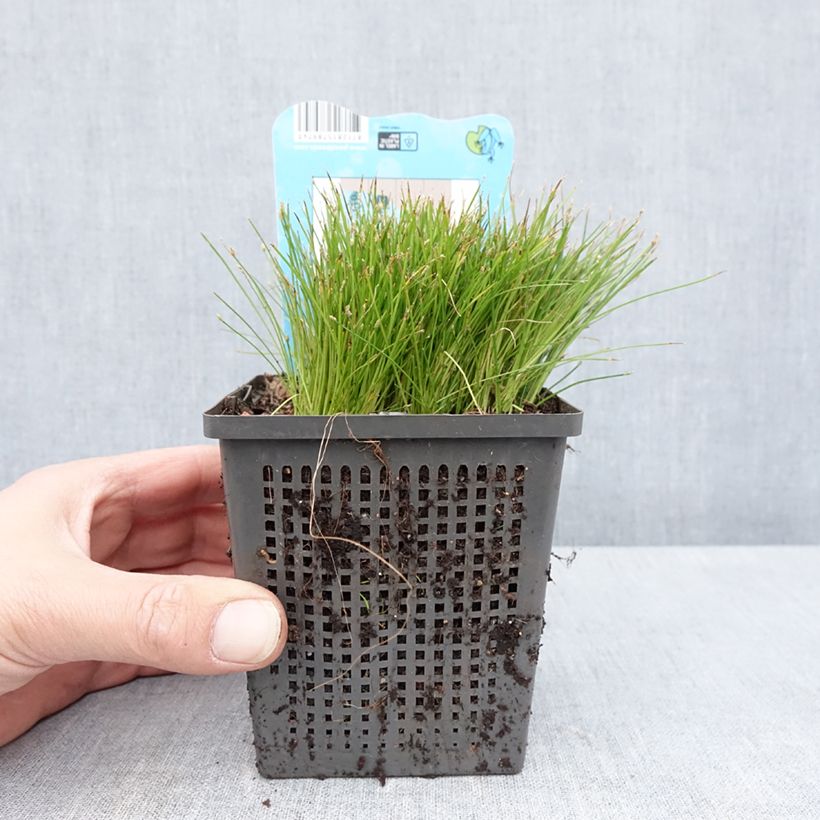 Amostra de Scirpus isolepsis Pot de 1L/1,5L tal como entregue na primavera