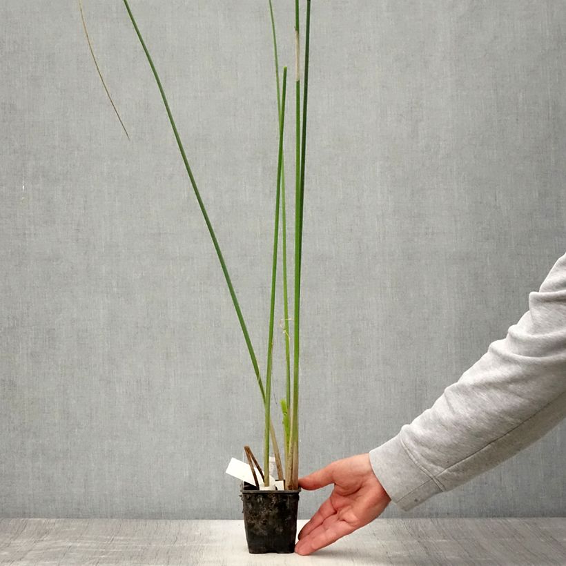 Amostra de Scirpus mucronatus Vaso de 8/9 cm tal como entregue no verão
