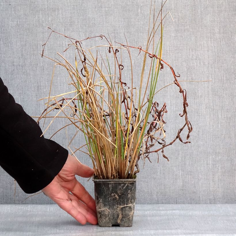 Amostra de Scirpus mucronatus - Scirpe mucroné Godet de 8/9 cm tal como entregue no inverno