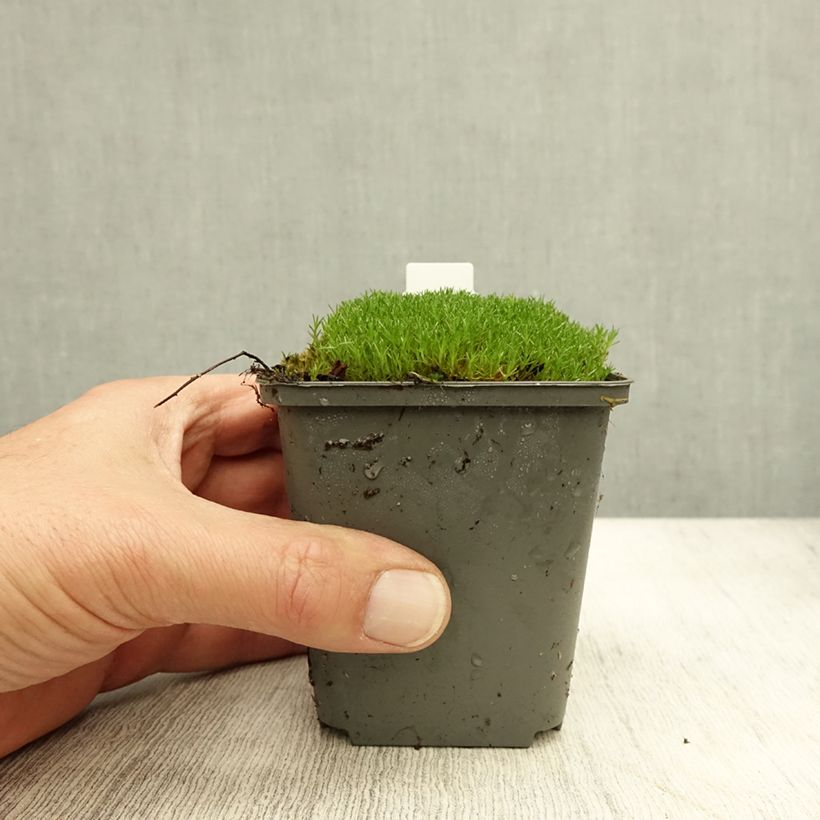 Amostra de Scleranthus uniflorus Bronze Vaso de 8/9 cm tal como entregue no outono