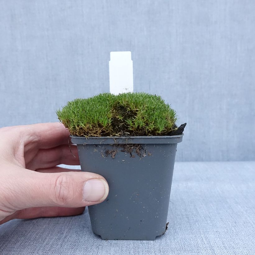 Amostra de Scleranthus uniflorus Bronze - Scléranthe Godet de 8/9 cm tal como entregue no inverno