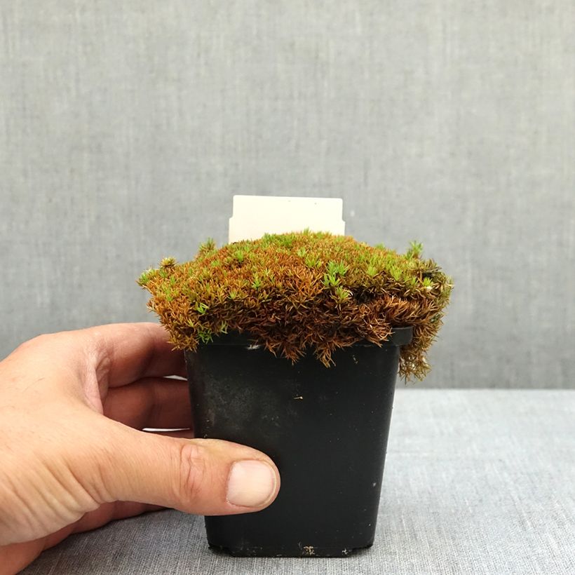 Amostra de Scleranthus uniflorus Bronze Vaso de 8/9 cm tal como entregue na primavera