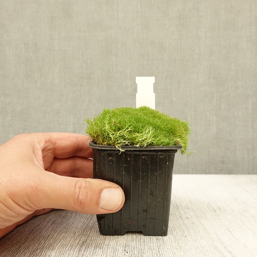 Amostra de Scleranthus uniflorus Vaso de 8/9 cm tal como entregue no outono