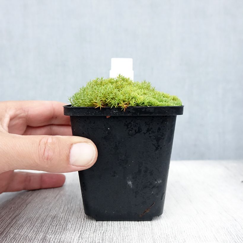 Amostra de Scleranthus uniflorus Vaso de 8/9 cm tal como entregue no verão