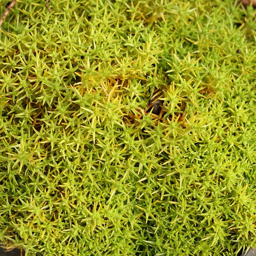 Scleranthus uniflorus (Folhagem)