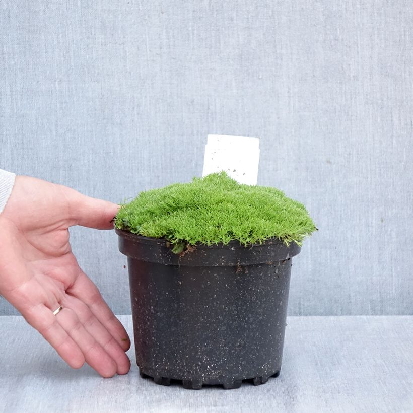 Amostra de Scleranthus uniflorus Vaso de 1,5 L/2 L tal como entregue no outono