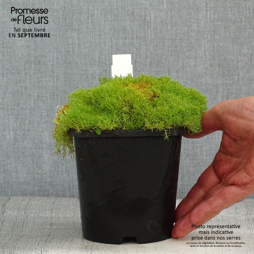 Amostra de Scleranthus uniflorus Vaso de 1,5 L/2 L tal como entregue no verão