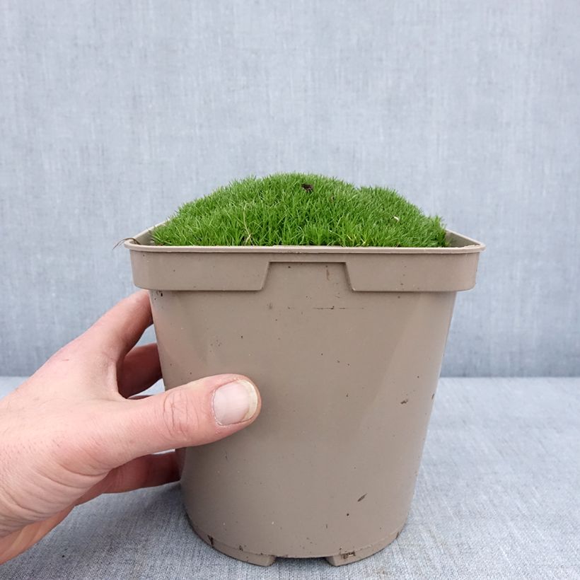 Amostra de Scleranthus uniflorus - Scléranthe  Pot de 3L/4L tal como entregue no inverno