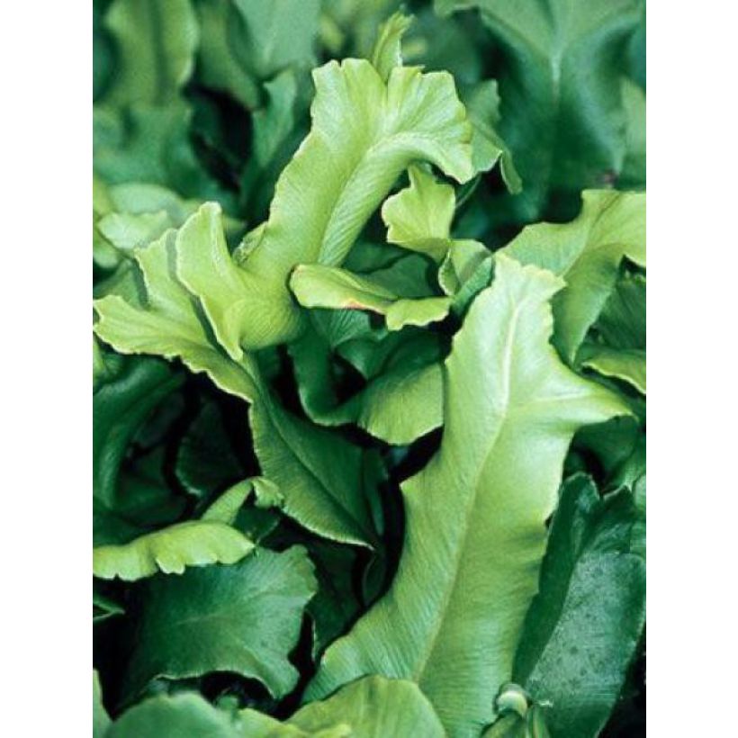 Asplenium scolopendrium Cristatum Group (Folhagem)