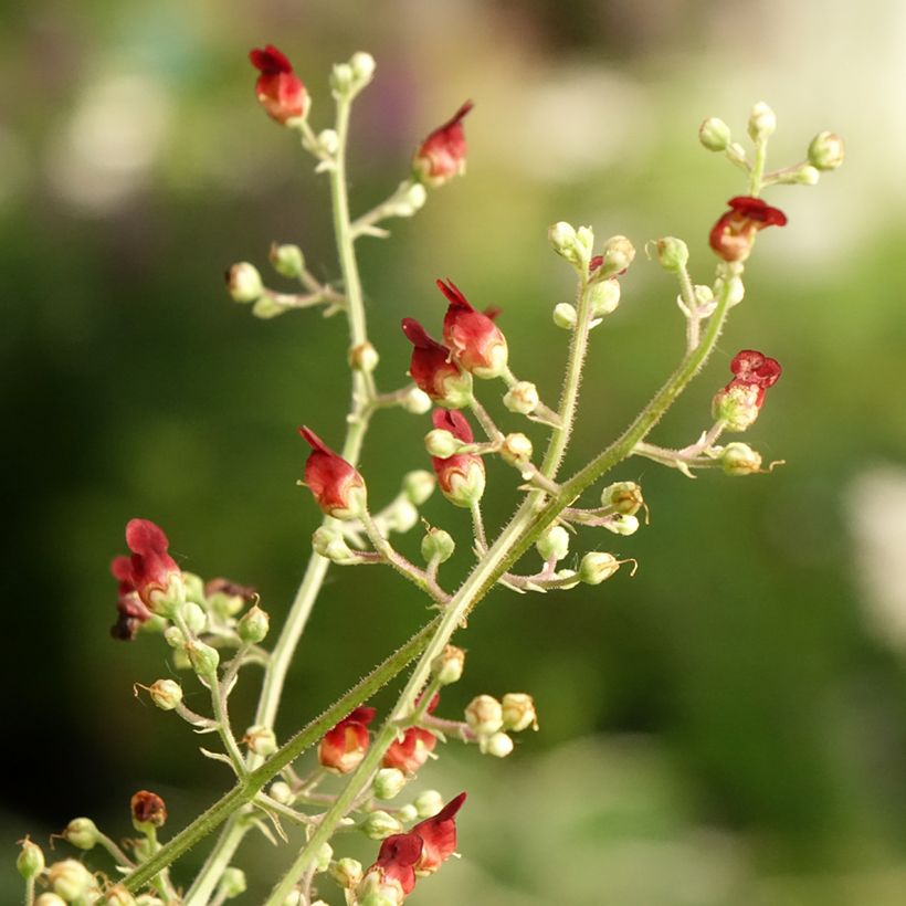 Scrophularia auriculata Variegata (Floração)