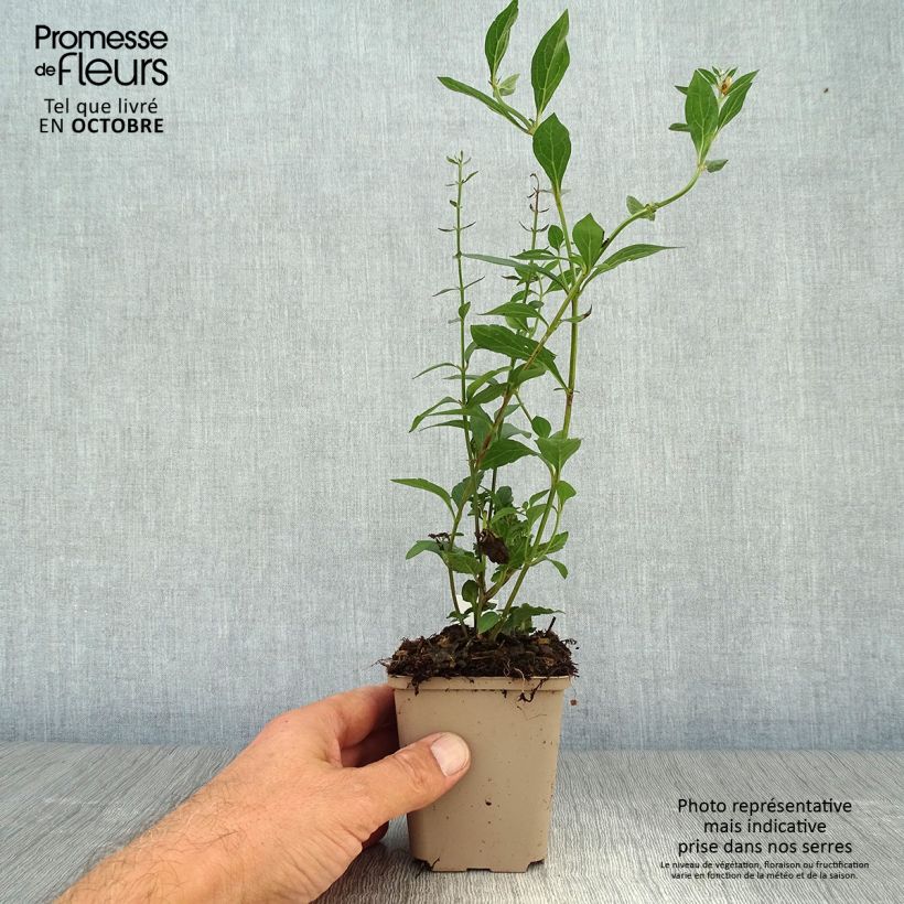 Amostra de Scutellaria incana Vaso de 8/9 cm tal como entregue no outono