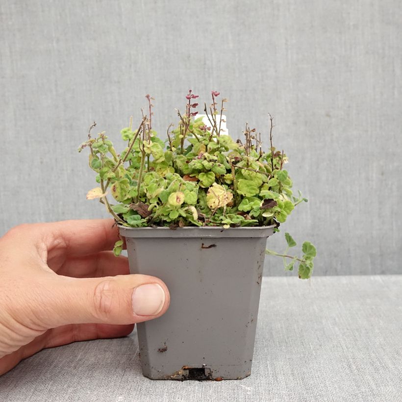 Amostra de Scutellaria indica var. parviflora Vaso de 8/9 cm tal como entregue no outono