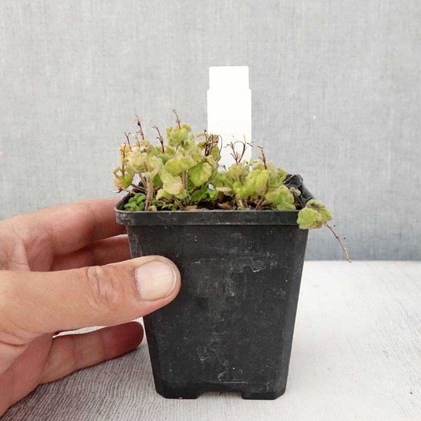 Amostra de Scutellaria indica var. parviflora Vaso de 8/9 cm tal como entregue no verão