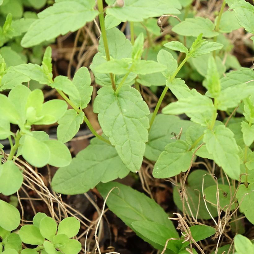 Scutellaria scordiifolia (Folhagem)