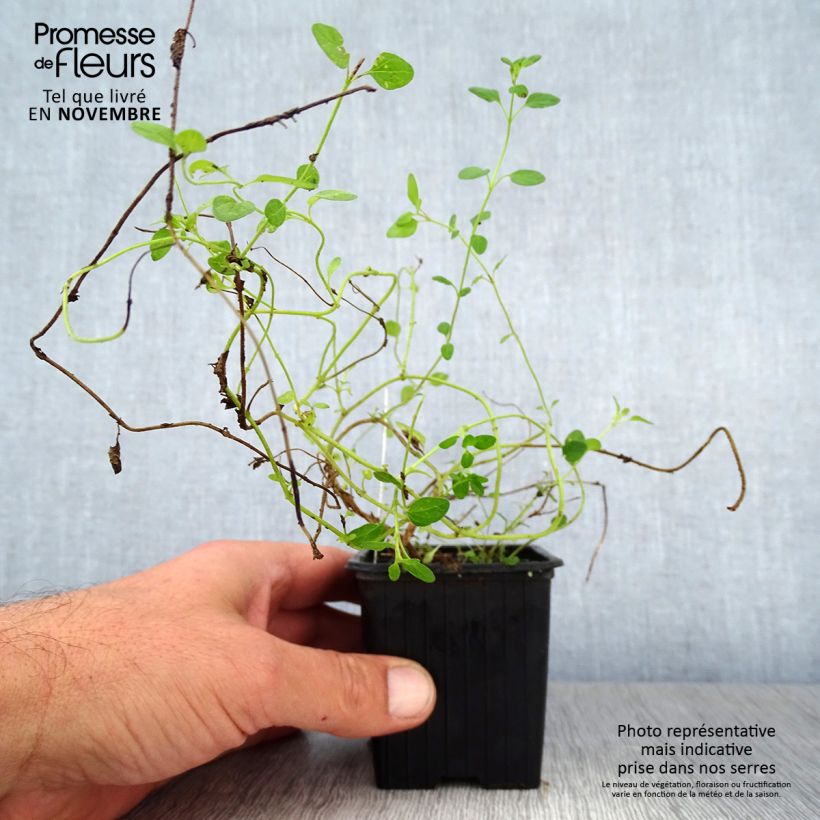 Amostra de Scutellaria suffrutescens Vaso de 8/9 cm tal como entregue no outono