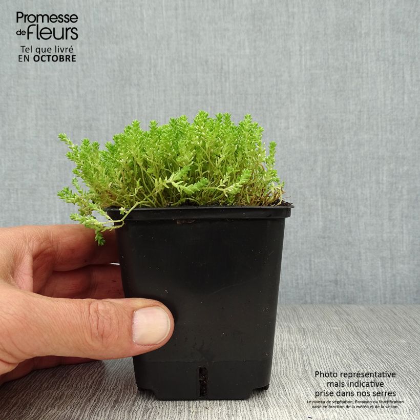 Amostra de Sedum acre Yellow Queen Vaso de 8/9 cm tal como entregue no outono