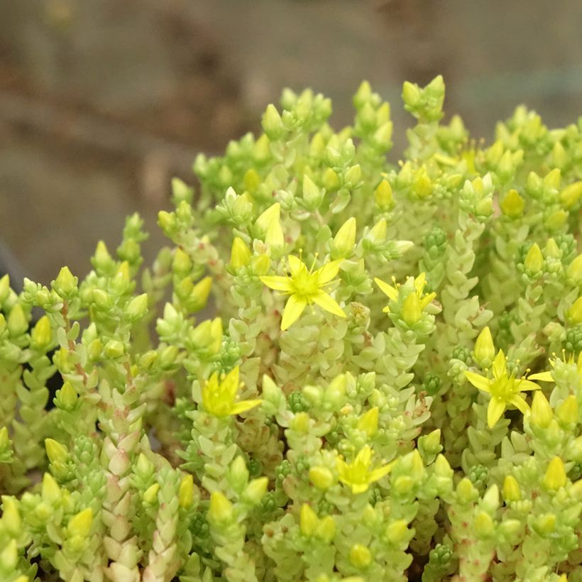 Sedum acre Yellow Queen (Folhagem)