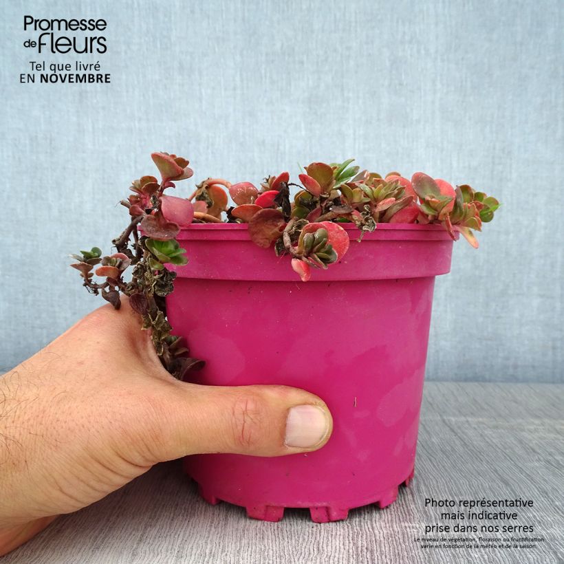 Amostra de Sedum album Coral Carpet Vaso de 2 L/3 L tal como entregue no outono
