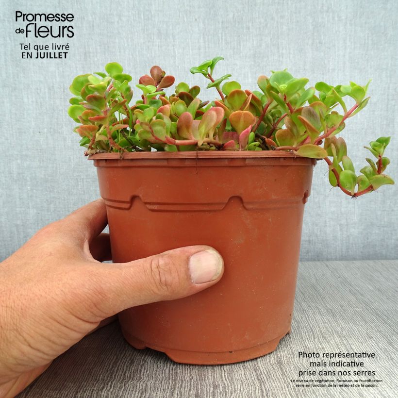 Amostra de Sedum album Coral Carpet Vaso de 2 L/3 L tal como entregue no verão