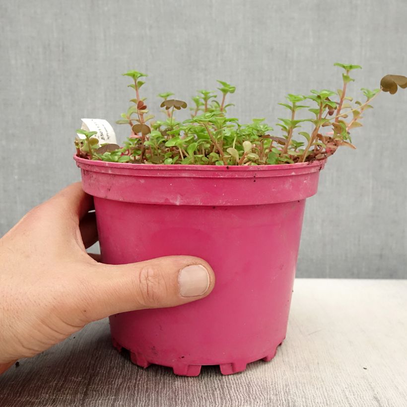 Amostra de Sedum album Coral Carpet Vaso de 2 L/3 L tal como entregue na primavera