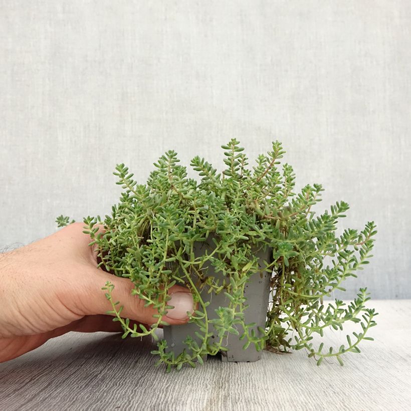 Amostra de Sedum album Murale - Orpin blanc Godet de 8/9 cm tal como entregue no outono