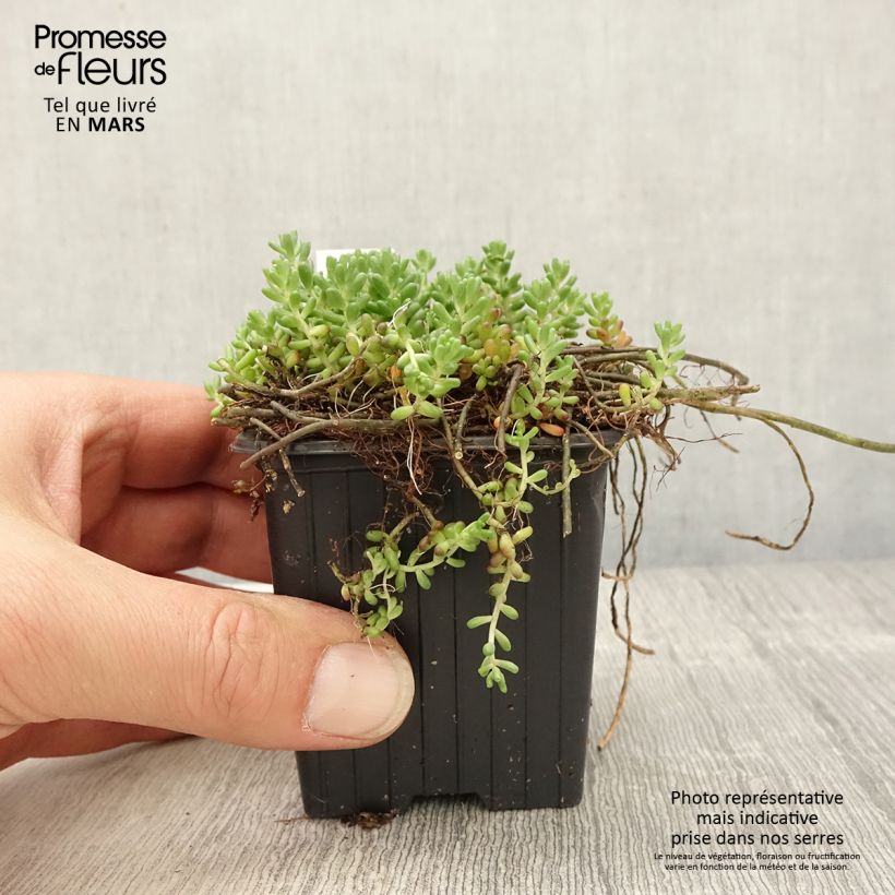 Amostra de Sedum album Murale - Orpin blanc Godet de 8/9 cm tal como entregue na primavera