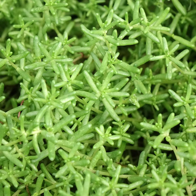 Sedum album var. murale (Folhagem)