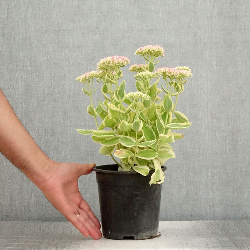 Amostra de Sedum Autumn Charm Vaso de 2 L/3 L tal como entregue no verão