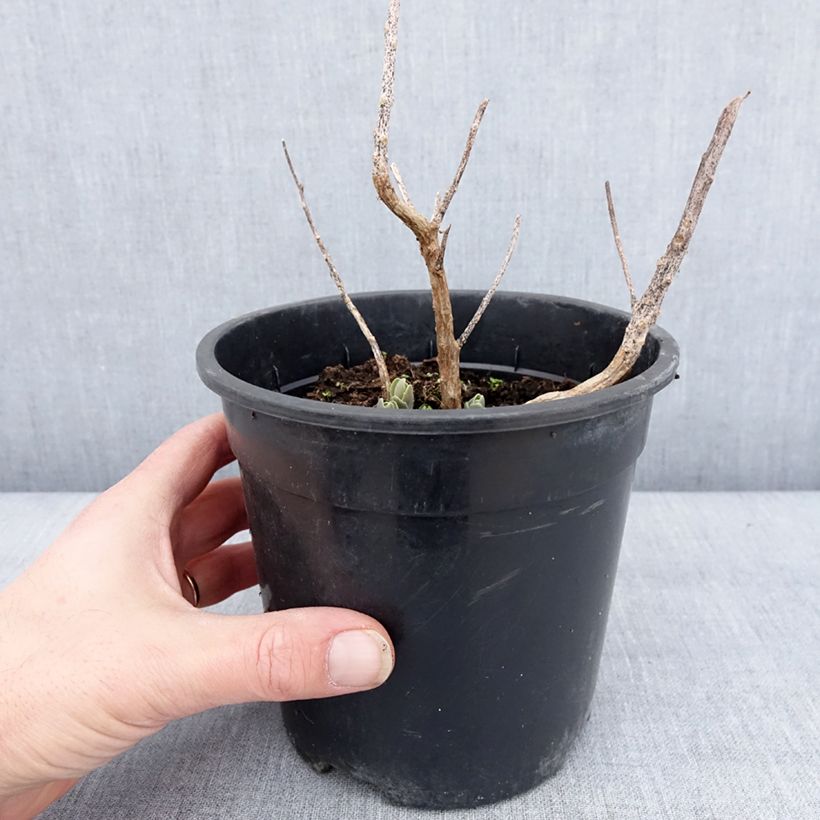 Amostra de Sedum Autumn Charm (Hylotelephium) Pot de 2L/3L tal como entregue no inverno