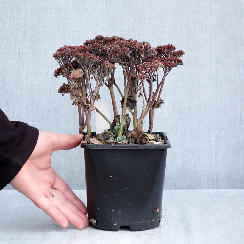 Amostra de Sedum telephium Back in Black Vaso de 1,5 L/2 L tal como entregue no outono
