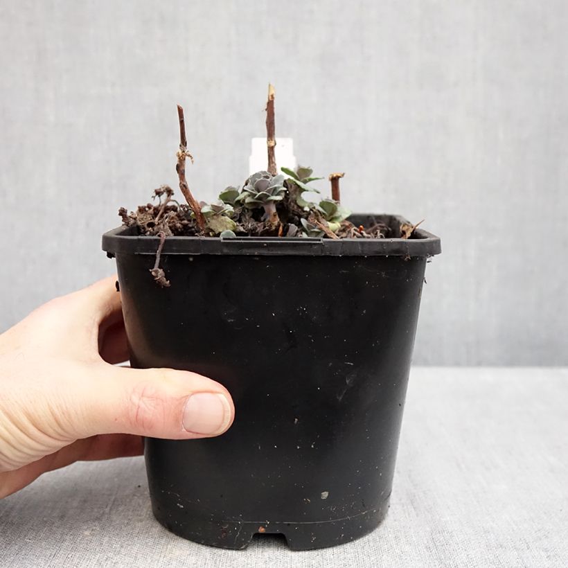 Amostra de Sedum Back in Black - Orpin d'automne Pot de 1,5L/2L tal como entregue no inverno