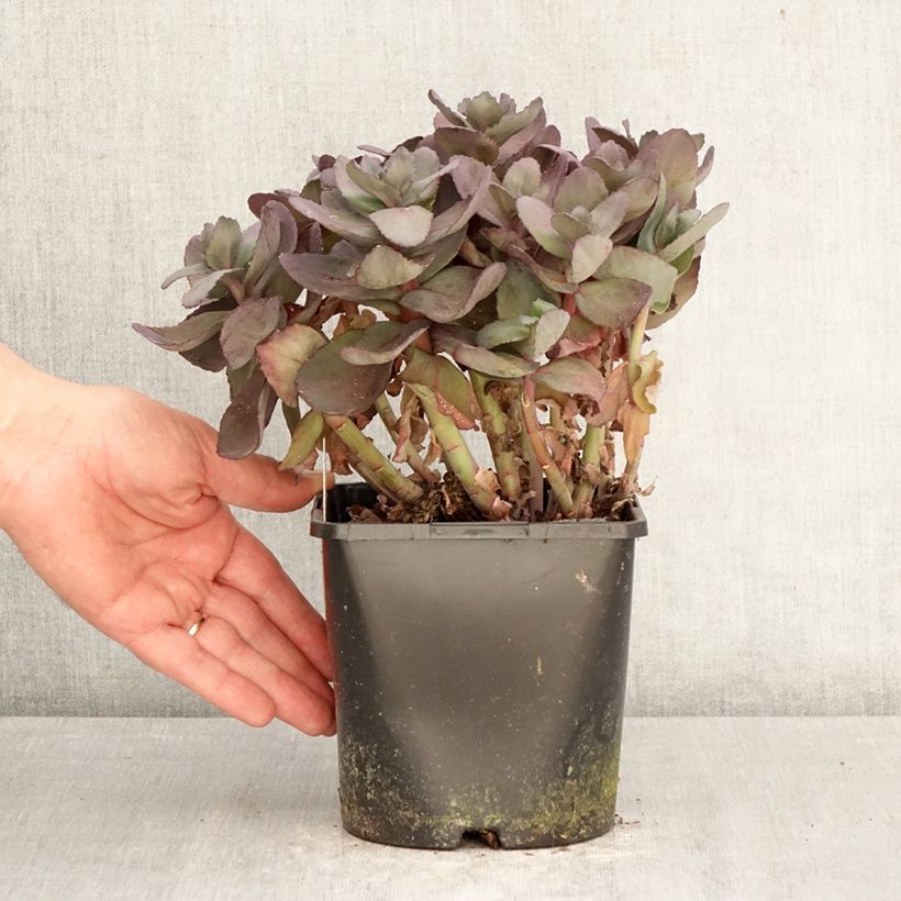 Amostra de Sedum telephium Back in Black Vaso de 1,5 L/2 L tal como entregue na primavera