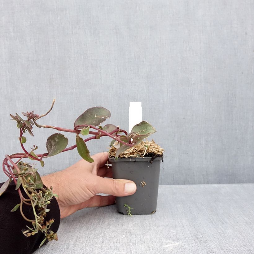 Amostra de Sedum Black Knight Dolseb Vaso de 7/8 cm tal como entregue no outono