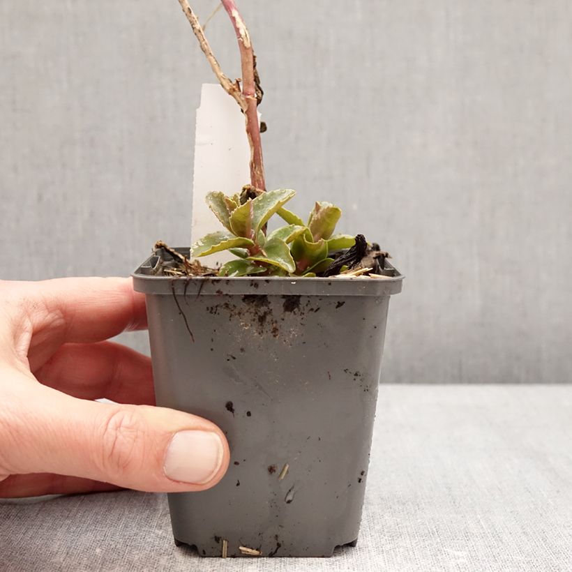 Amostra de Sedum Black Knight Dolseb Vaso de 7/8 cm tal como entregue no inverno