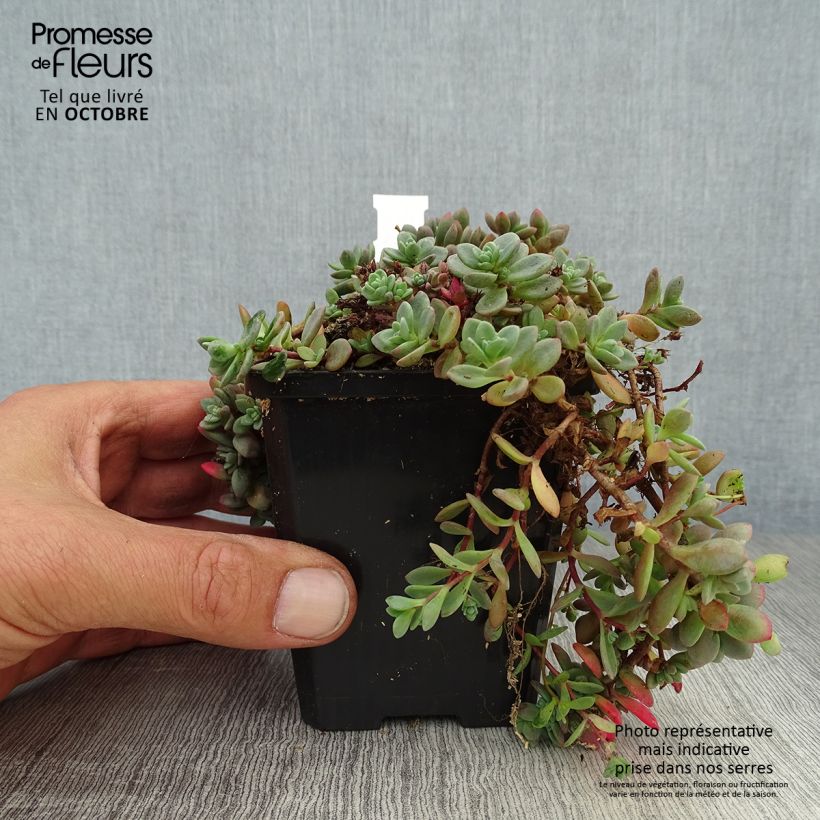 Amostra de Sedum cauticola Lidakense Vaso de 8/9 cm tal como entregue no outono