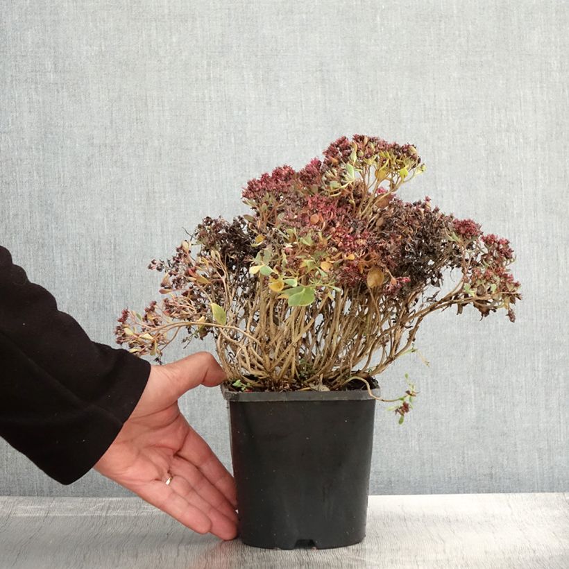 Amostra de Sedum cauticola Lidakense Vaso de 1,5 L/2 L tal como entregue no outono