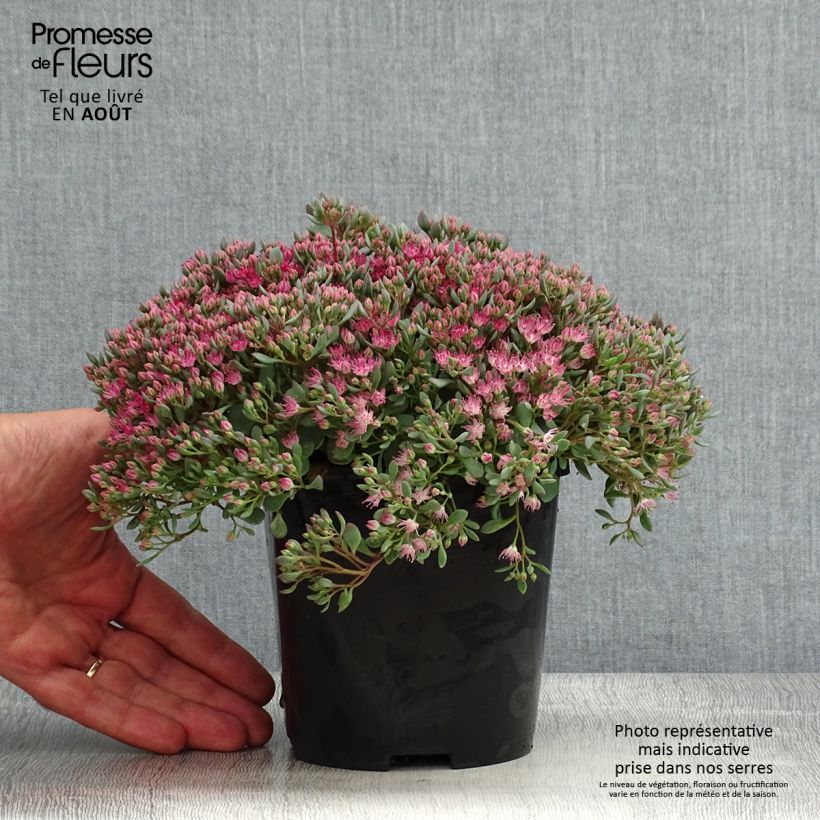 Amostra de Sedum cauticola Lidakense Vaso de 1,5 L/2 L tal como entregue no verão