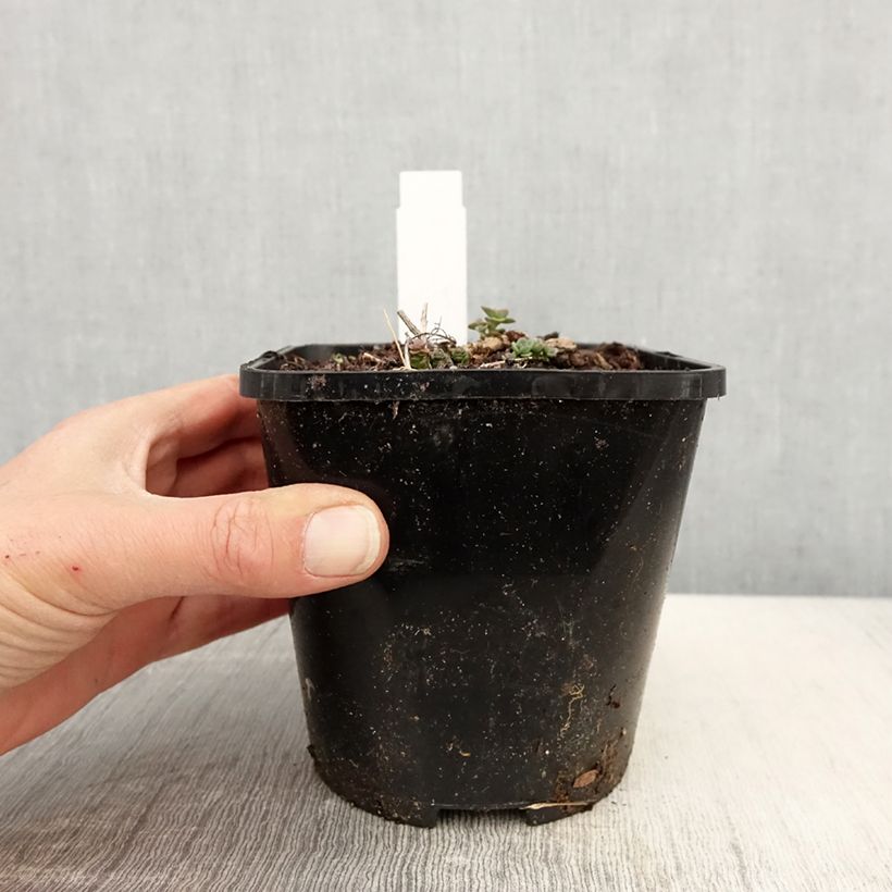 Amostra de Sedum cauticola Lidakense Vaso de 1,5 L/2 L tal como entregue na primavera