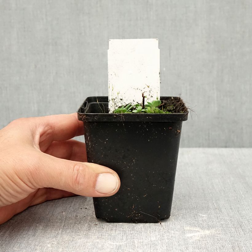 Amostra de Sedum cauticola Robustum Vaso de 8/9 cm tal como entregue no outono