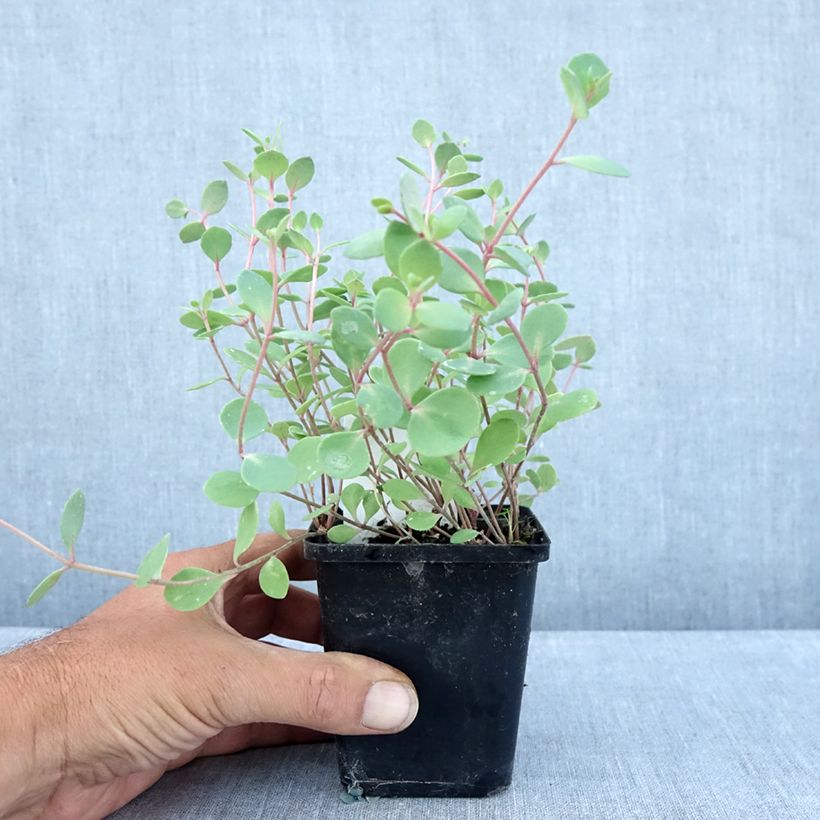 Amostra de Sedum cauticola Robustum Vaso de 8/9 cm tal como entregue no verão