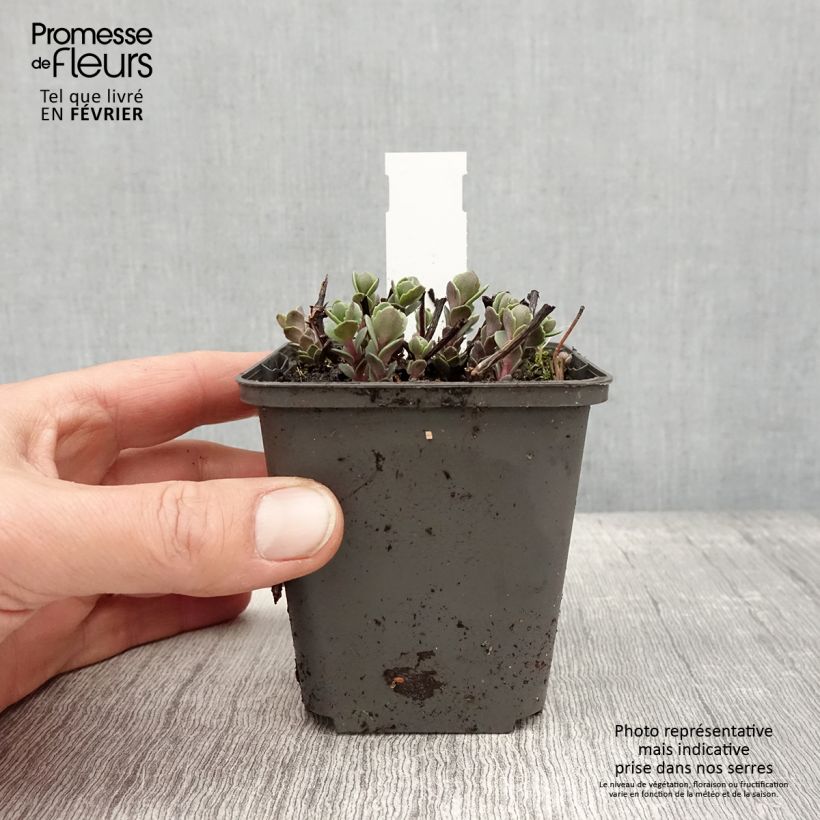 Amostra de Sedum cauticola Robustum - Orpin Vaso de 8/9 cm tal como entregue no inverno