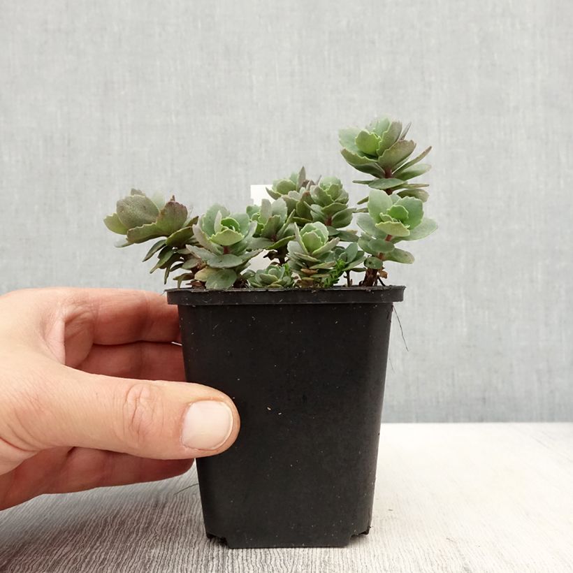 Amostra de Sedum cauticola Robustum Vaso de 8/9 cm tal como entregue na primavera