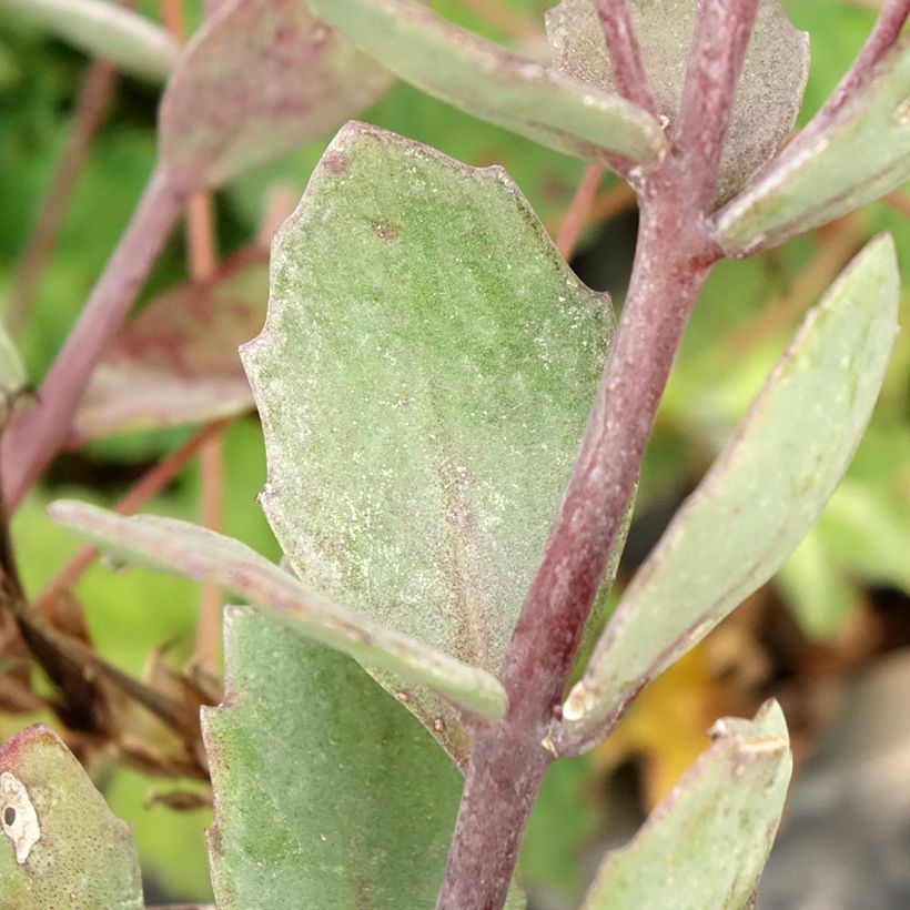 Sedum cauticola Robustum (Folhagem)