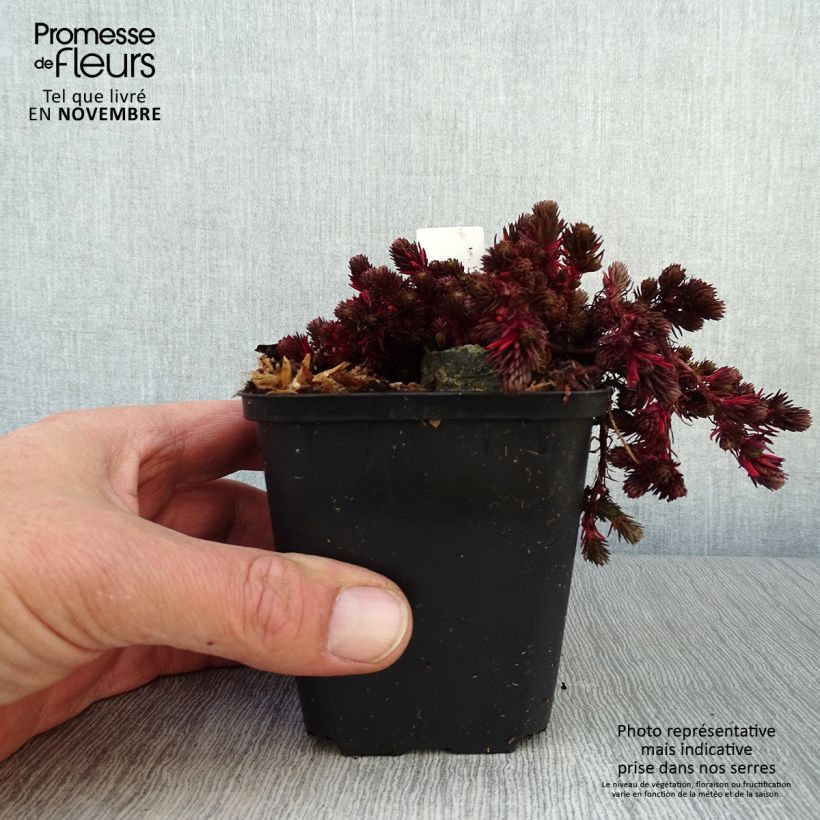 Amostra de Sedum Chocolate Ball Vaso de 8/9 cm tal como entregue no outono