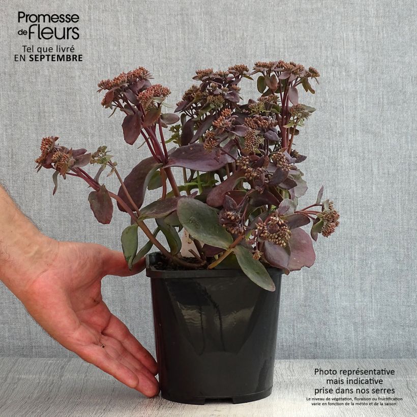 Amostra de Sedum telephium Chocolate Cherry Vaso de 2 L/3 L tal como entregue no verão